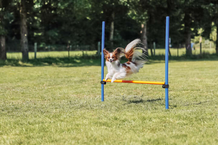 TRIXIE Hunde-Trainingshürde Fun Agility